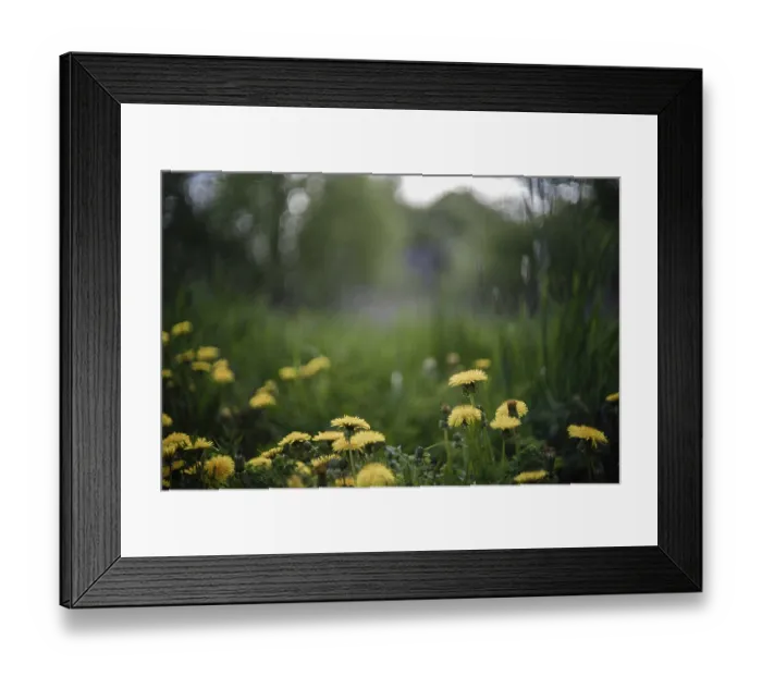 Framed Print : Yellow dandelions in a lush green field with a softly blurred background