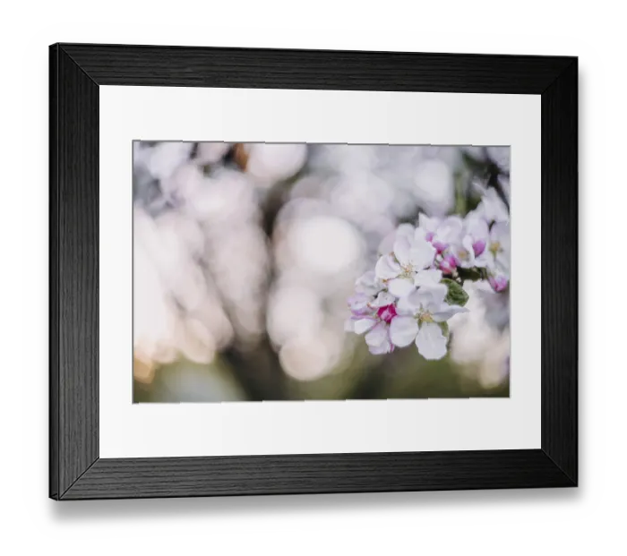Framed Print : Close-up of delicate blossoms with sunlight creating a bokeh effect