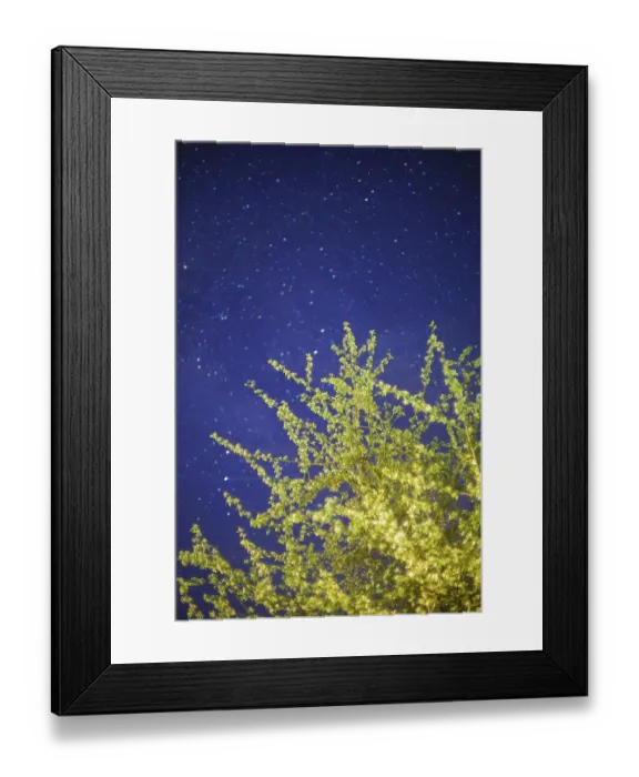 Framed Print : Blossoming tree under a starry night sky with a deep blue backdrop Framed Print : Blossoming tree under a starry night sky with a deep blue backdrop
