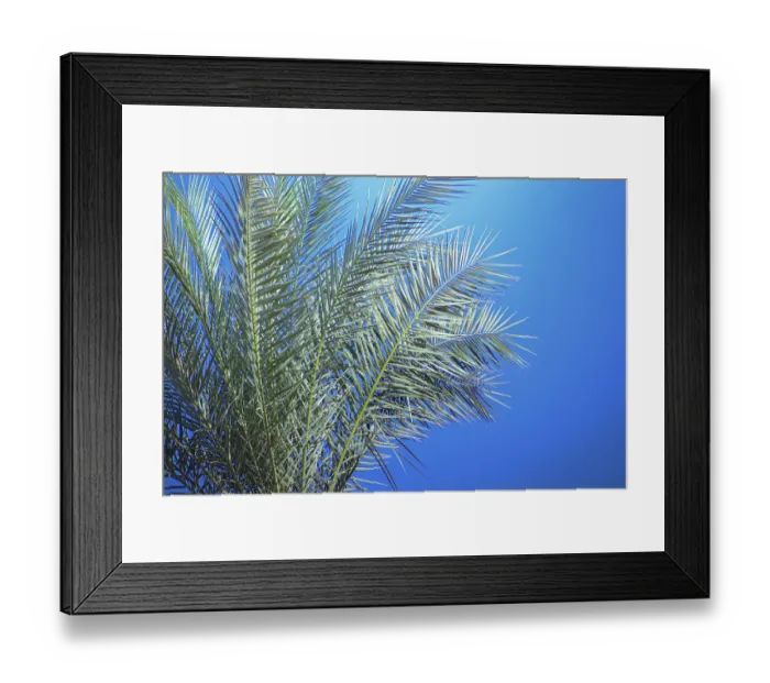 Framed Print : Green palm leaves spread across a vibrant blue sky