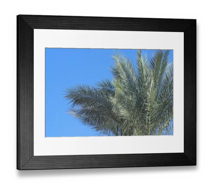 Framed Print : Tropical palm leaves against a clear, sunny sky Framed Print : Tropical palm leaves against a clear, sunny sky