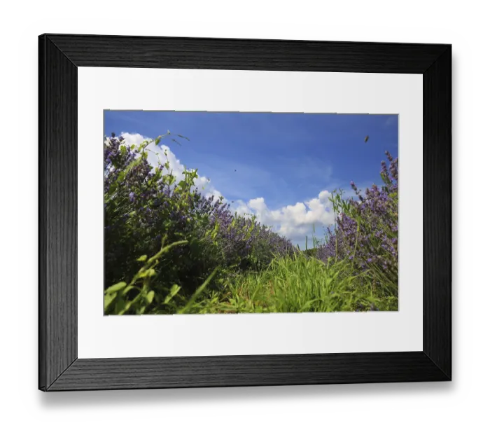 Framed Print : Beautiful lavender field under a clear blue sky Framed Print : Beautiful lavender field under a clear blue sky
