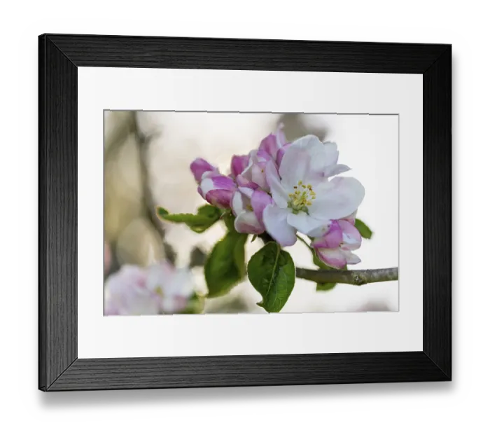 Framed Print : Apple blossom, apple tree (Malus) Framed Print : Apple blossom, apple tree (Malus)
