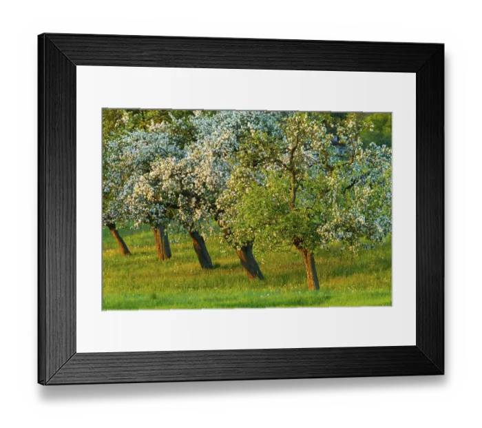 Framed Print : Apple trees (Malus), blossom, spring