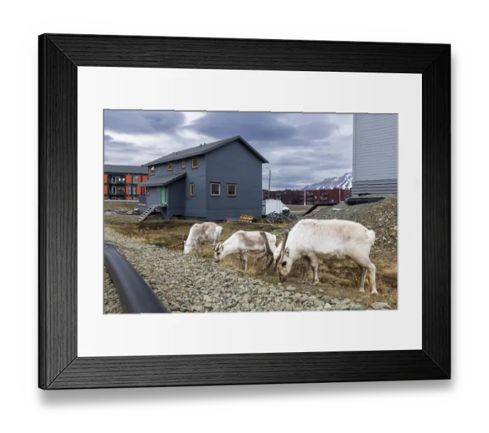 Framed Print : Svalbard skink (Rangifer tarandus platyrhynchus) between houses