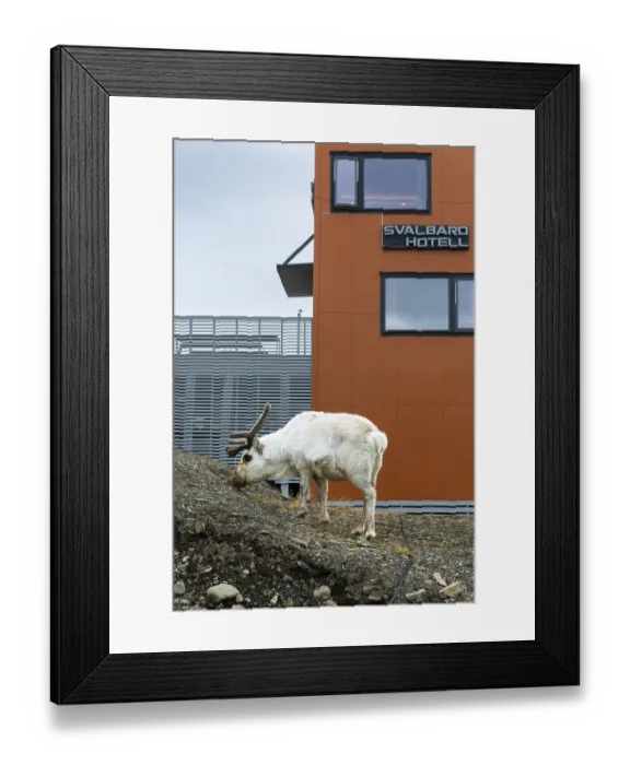Framed Print : Svalbard skate (Rangifer tarandus platyrhynchus) off Svalbard Hotel Framed Print : Svalbard skate (Rangifer tarandus platyrhynchus) off Svalbard Hotel