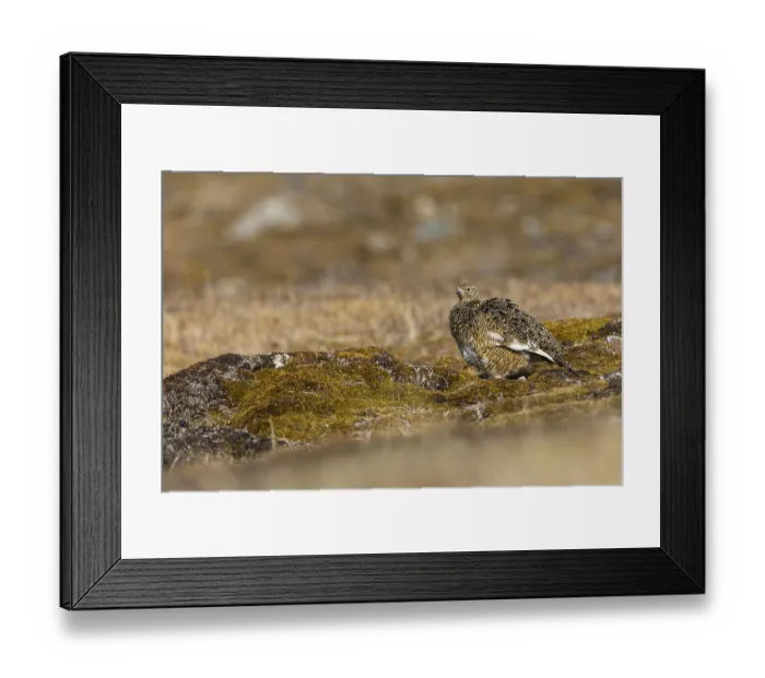 Framed Print : Ptarmigan (Lagopus), Pair, Chicken birds (Galliformes) Framed Print : Ptarmigan (Lagopus), Pair, Chicken birds (Galliformes)
