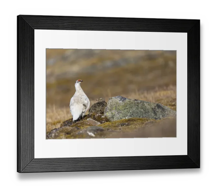 Framed Print : Ptarmigan (Lagopus), Pair, Chicken birds (Galliformes)