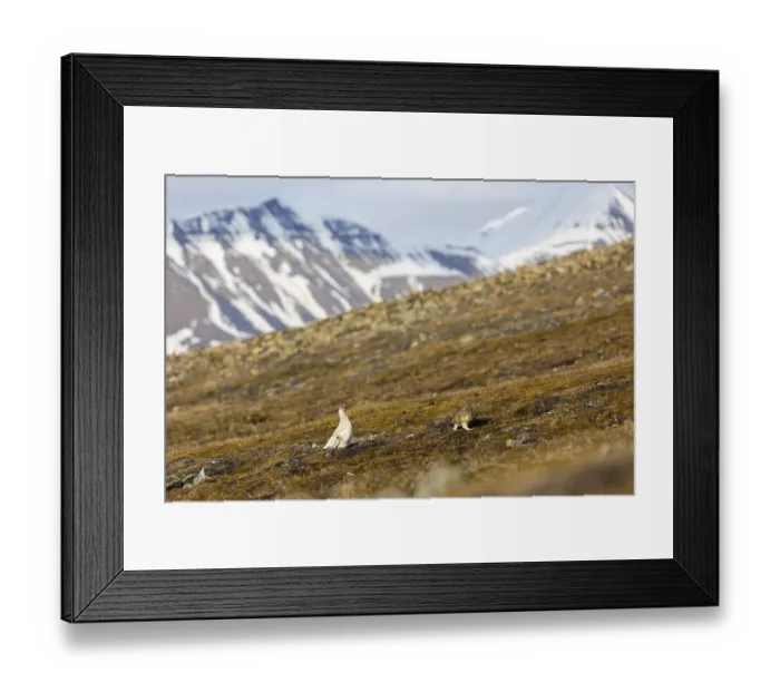 Framed Print : Ptarmigan (Lagopus), pair in front of mountain scenery Framed Print : Ptarmigan (Lagopus), pair in front of mountain scenery