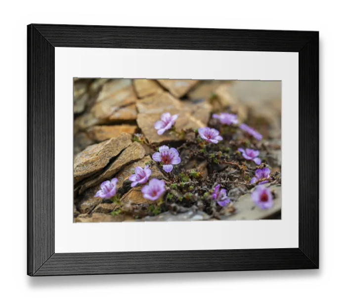 Framed Print : Red saxifrage (Saxifraga oppositifolia) Framed Print : Red saxifrage (Saxifraga oppositifolia)