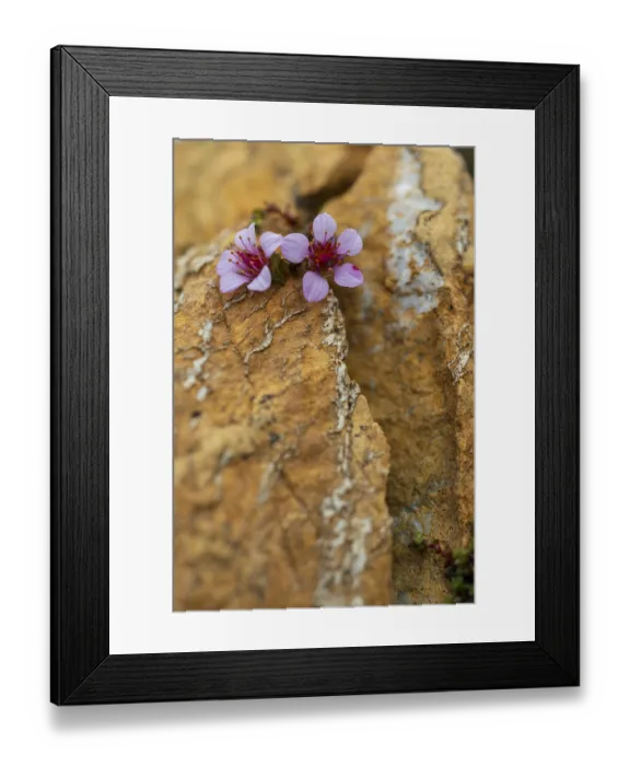 Framed Print : Red saxifrage (Saxifraga oppositifolia)