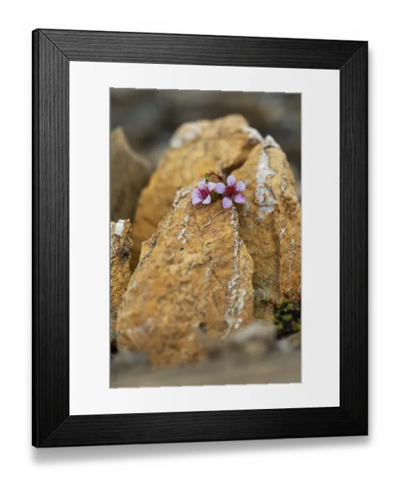 Framed Print : Red saxifrage (Saxifraga oppositifolia) Framed Print : Red saxifrage (Saxifraga oppositifolia)