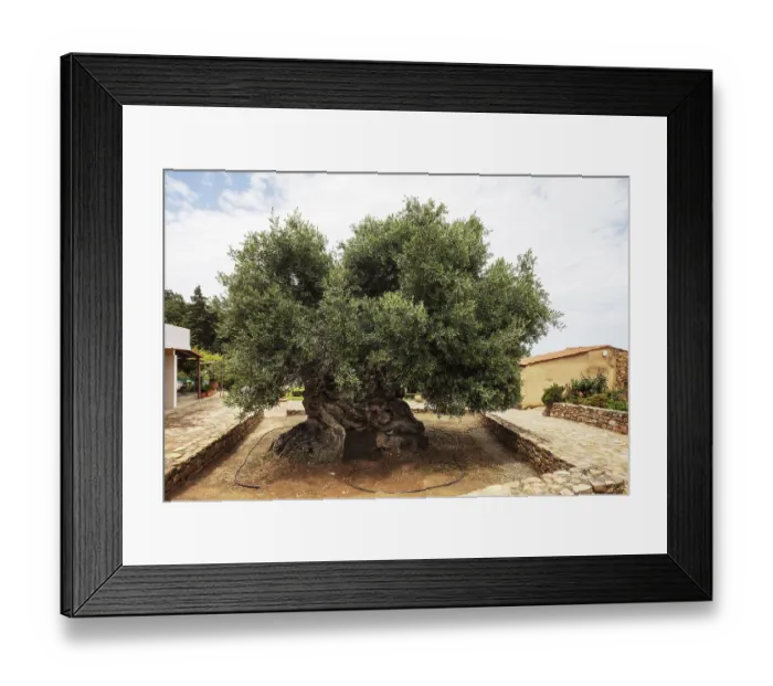 Framed Print : Natural monument, oldest olive tree in the world in the village of Pano Vouves