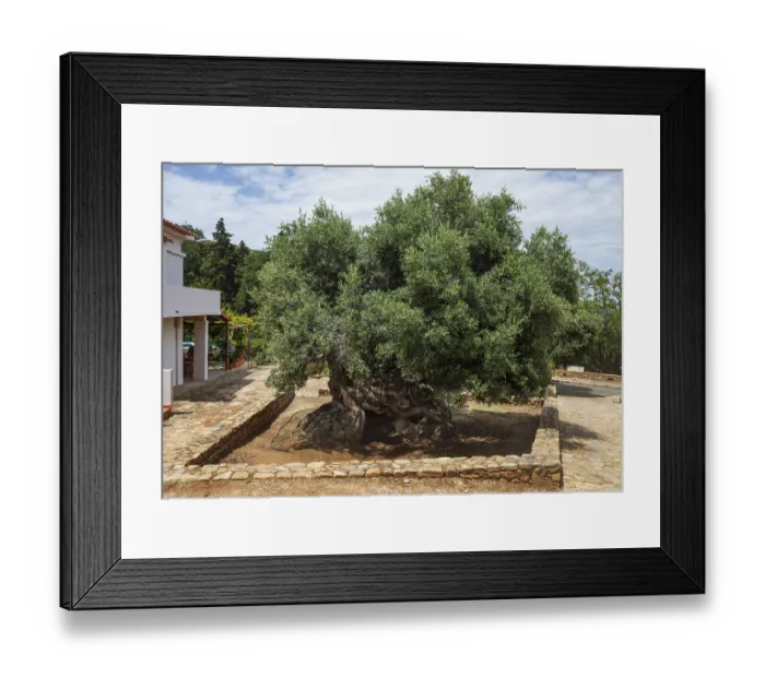 Framed Print : Natural monument, oldest olive tree in the world in the village of Pano Vouves