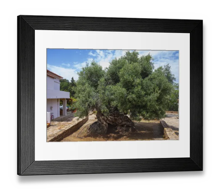 Framed Print : Natural monument, oldest olive tree in the world in the village of Pano Vouves