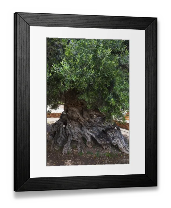 Framed Print : Natural monument, oldest olive tree in the world in the village of Pano Vouves Framed Print : Natural monument, oldest olive tree in the world in the village of Pano Vouves