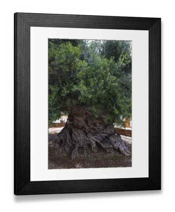 Framed Print : Natural monument, oldest olive tree in the world in the village of Pano Vouves