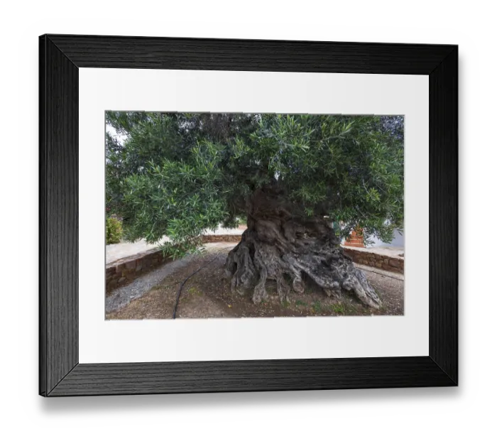 Framed Print : Natural monument, oldest olive tree in the world in the village of Pano Vouves Framed Print : Natural monument, oldest olive tree in the world in the village of Pano Vouves