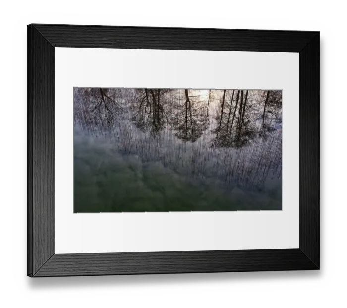 Framed Print : Drone shot, bare trees are reflected in the water at the reed belt Framed Print : Drone shot, bare trees are reflected in the water at the reed belt