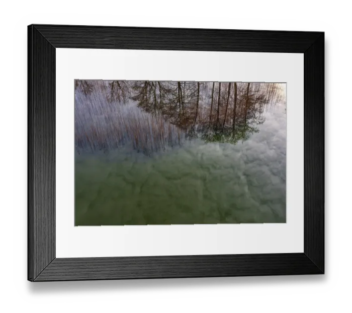 Framed Print : Drone shot, bare trees are reflected in the water at the reed belt