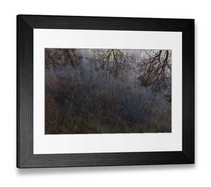 Framed Print : Drone shot, bare trees are reflected in the water at the reed belt Framed Print : Drone shot, bare trees are reflected in the water at the reed belt
