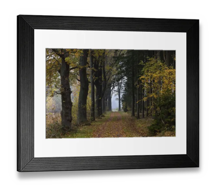 Framed Print : Oak avenue with morning mist in autumn