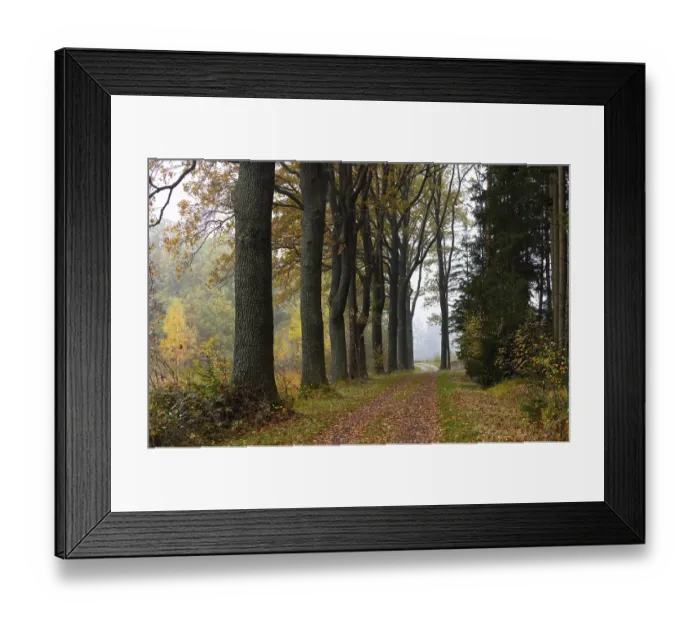 Framed Print : Oak avenue with morning mist in autumn