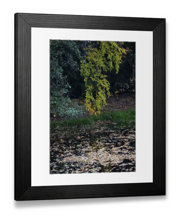 Framed Print : Forest in autumn colours, Gmund