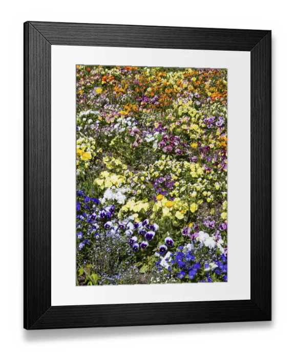 Framed Print : Floral splendour on the grounds of the Landesgartenschau 2025