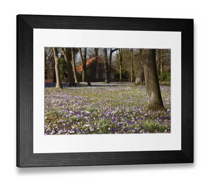 Framed Print : Crocuses, spring crocuses, crocus field Framed Print : Crocuses, spring crocuses, crocus field