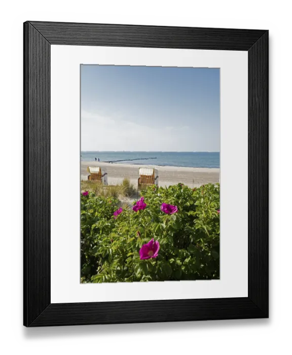 Framed Print : Potato rose, beach chairs, beach