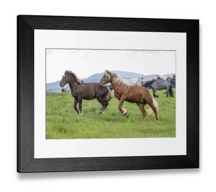 Framed Print : Fighting horses, St. Kathrein a.O. Austria Framed Print : Fighting horses, St. Kathrein a.O. Austria