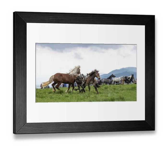 Framed Print : Fighting horses, St. Kathrein a.O. Austria Framed Print : Fighting horses, St. Kathrein a.O. Austria