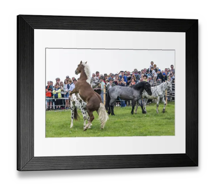 Framed Print : Horse standing on its hind legs, St