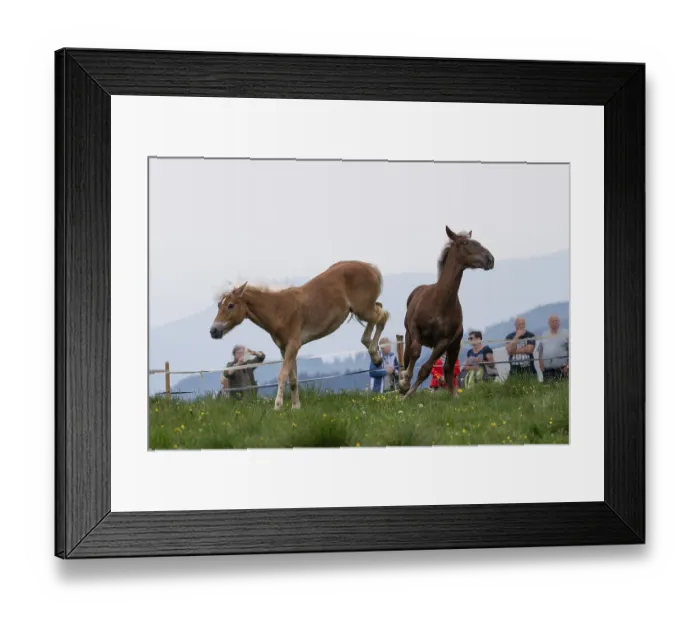 Framed Print : Fighting horses, St. Kathrein a.O. Austria