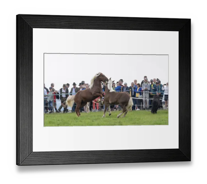 Framed Print : Fighting horses, St. Kathrein a.O. Austria Framed Print : Fighting horses, St. Kathrein a.O. Austria