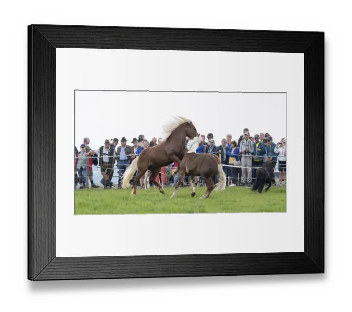 Framed Print : Fighting horses, St. Kathrein a.O. Austria
