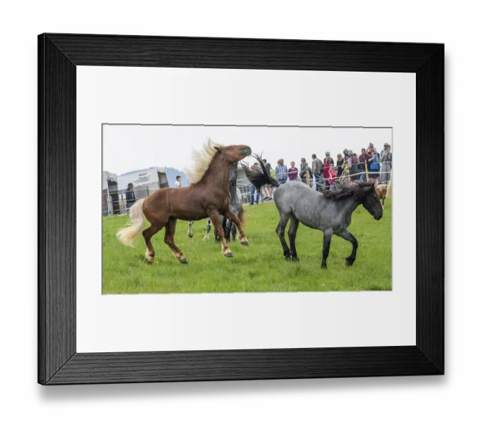 Framed Print : Fighting horses, St. Kathrein a.O. Austria Framed Print : Fighting horses, St. Kathrein a.O. Austria