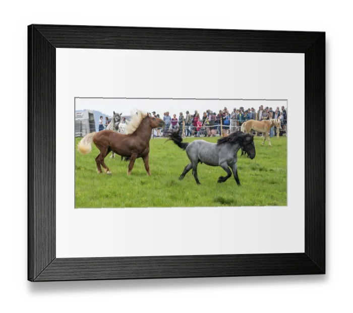 Framed Print : Galloping horses, St. Kathrein a.O. Austria
