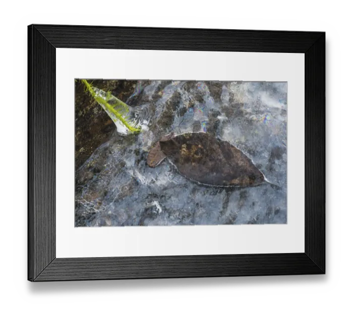 Framed Print : Ice-covered fern, Dundret Nature Reserve Framed Print : Ice-covered fern, Dundret Nature Reserve