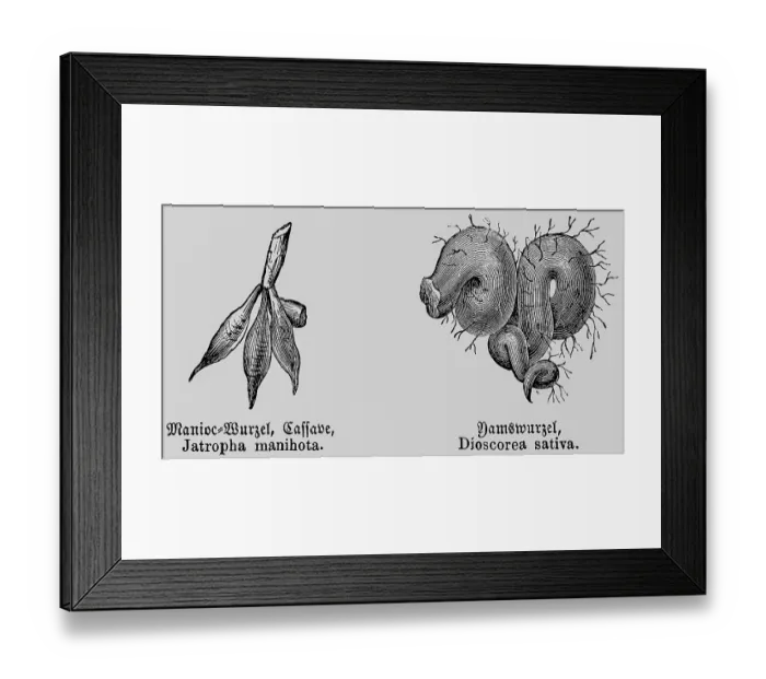 Framed Print : Cassava root tuber (Manihot esculenta)