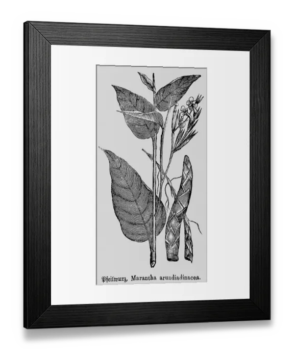Framed Print : Leaves and flower of the arrowroot (Maranta arundinacea)