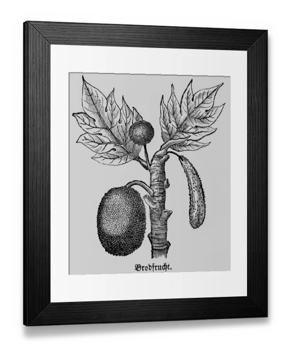 Framed Print : Breadfruit (Artocarpus) leaves Framed Print : Breadfruit (Artocarpus) leaves
