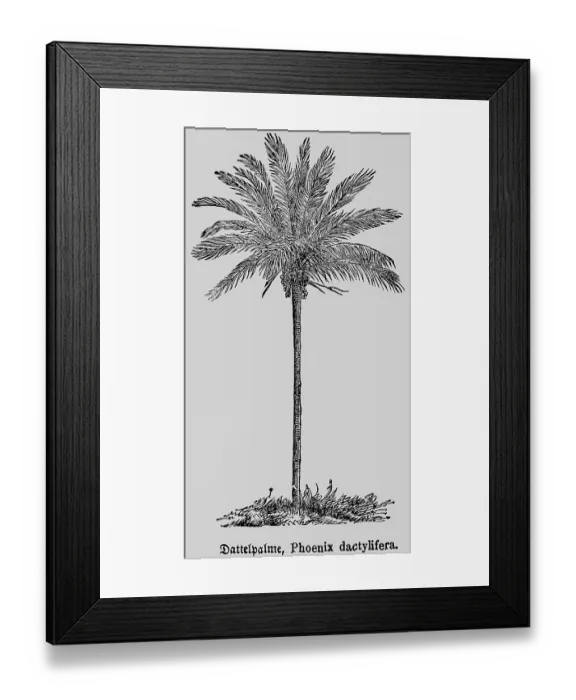 Framed Print : True date palm (Phoenix dactylifera L)