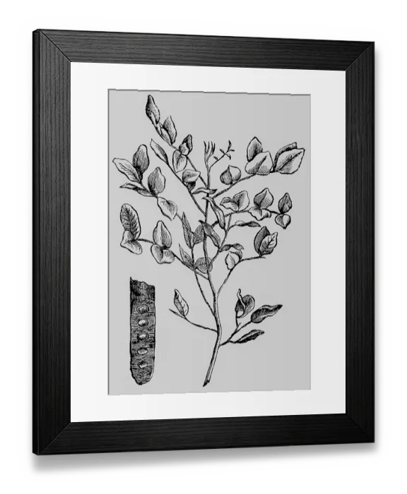 Framed Print : Fruit and branch of the carob tree (Ceratonia siliqua) legume Framed Print : Fruit and branch of the carob tree (Ceratonia siliqua) legume