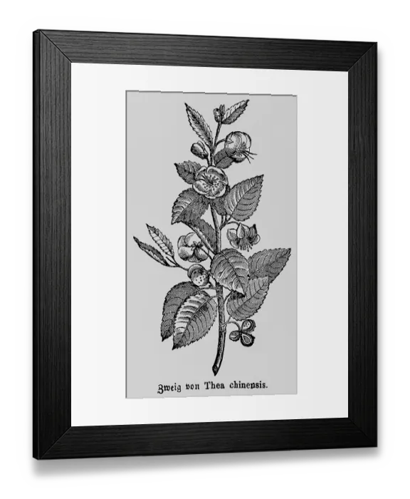 Framed Print : Branch of the tea plant (Thea chinensis or bohea) or (Camellia sinensis) cultivation Asia Framed Print : Branch of the tea plant (Thea chinensis or bohea) or (Camellia sinensis) cultivation Asia