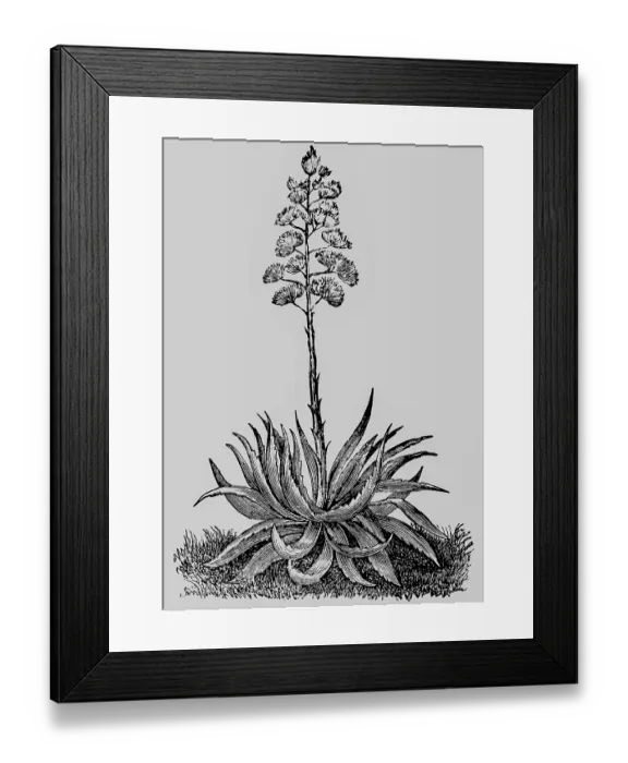 Framed Print : Magney agave (Agave mexicana) plant with leaves and inflorescence