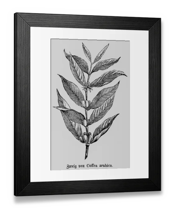 Framed Print : Two of the coffee arabica (Coffea arabica) plant with inflorescence