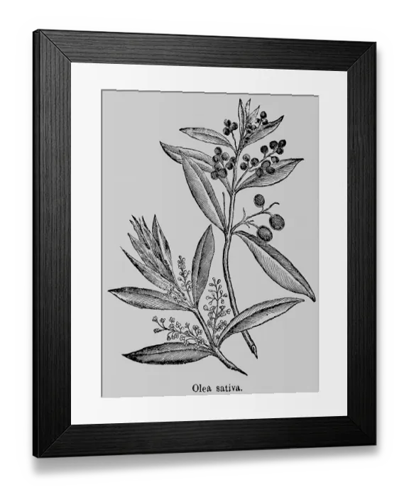 Framed Print : Olives (Olea) evergreen plant, leaves Framed Print : Olives (Olea) evergreen plant, leaves