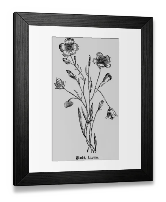 Framed Print : Flax or linen (Linum) plant with flower and stem
